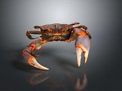 Brown and Orange Crab With Large Claws On Dark Background With Reflection 3d model