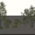 Diverse Arbor Trees Collection With Various Sizes Green Foliage And Heights