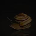 Reptile Snail with Brown Yellow Striped Spiral Shell and Antennae on Reflective Surface