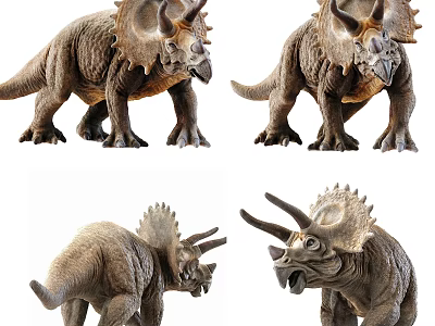 Reptile Triceratops Model Realistic Detailed Display With Multiple Angles View 3d model