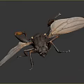 Detailed View Of Flying Insect With Transparent Wings And Black Body On Dark Background