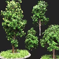 Green Trees with Various Sizes and Shapes Surrounded by Lush Grass in Natural Landscape