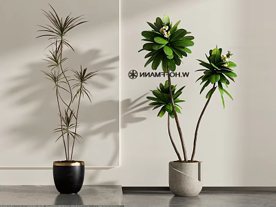 Stylish Potted Bonsai Plants With Slender And Broad Leaves In Black And Light Gray Pots 3d model
