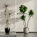 Stylish Potted Bonsai Plants With Slender And Broad Leaves In Black And Light Gray Pots