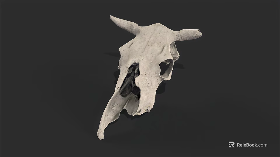 Detailed Isolated White Cow Skull with Horns on Dark Background 3d model 