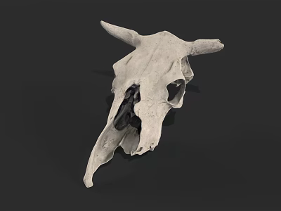 Detailed Isolated White Cow Skull with Horns on Dark Background 3d model