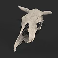 Detailed Isolated White Cow Skull with Horns on Dark Background