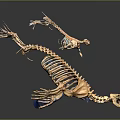 3D Rendered Medical Device Skeletal Model For Anatomical Study And Teaching