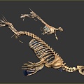 Modern Skeleton Animal Skeleton Lion Skeleton Skeleton 3d model