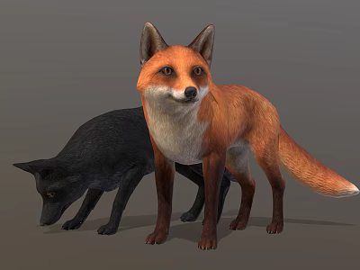 Red Fox and Black Wolf Standing with Realistic Fur Details on Gray Background 3d model