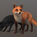 Red Fox and Black Wolf Standing with Realistic Fur Details on Gray Background