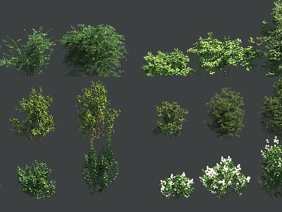 Different Garden Shrubs Showcasing Green Foliage Flowering Varieties And Unique Forms 3d model