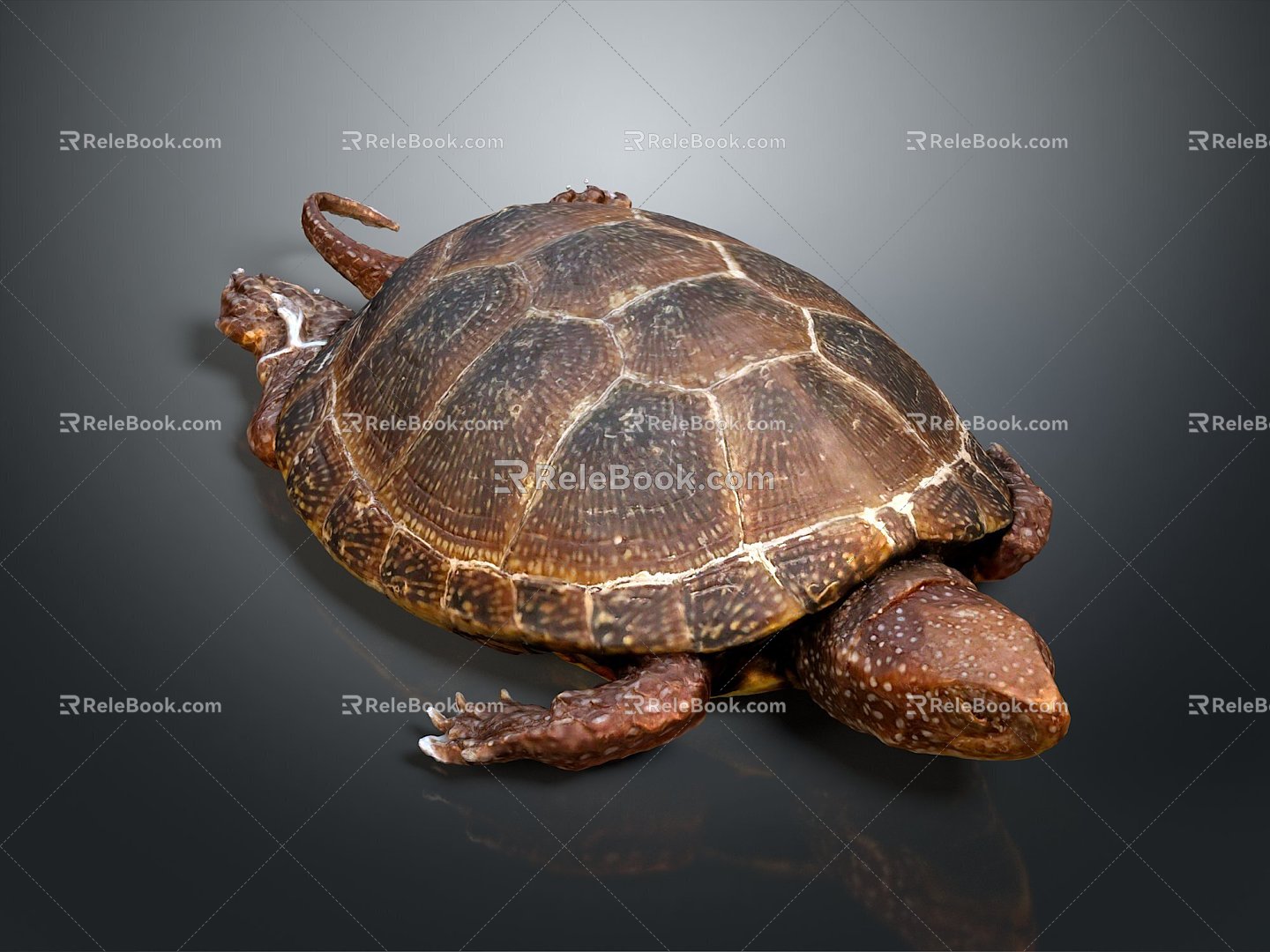 Turtle Turtle Cartoon Turtle Snapping Turtle Chickbill Turtle Reptile Cold Blooded Animal Reptile Reptile Class 3d model