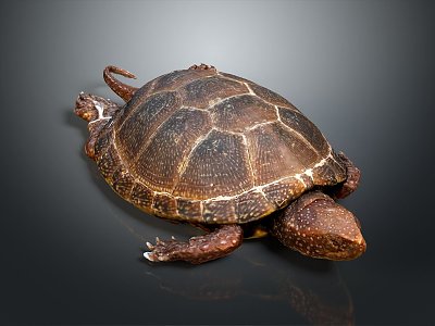 Turtle Cartoon Turtle Snapping Turtle Chickbill Turtle Reptile Cold Blooded Animal Reptile Class 3d model