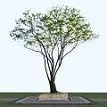 Lush Green Leafy Arbor With Slender Dark Trunks Against Clear Sky Background