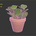 Healthy Green Leafy Plant with Rounded Leaves in Terracotta Pot on Dark Background