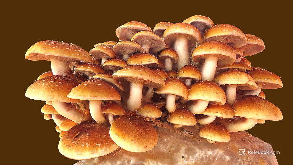 Fresh Brown Cap Mushrooms with White Stems Growing Clustered on Organic Substrate 3d model 