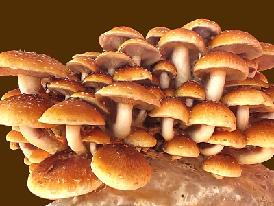 Fresh Brown Cap Mushrooms with White Stems Growing Clustered on Organic Substrate 3d model