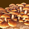 Fresh Brown Cap Mushrooms with White Stems Growing Clustered on Organic Substrate