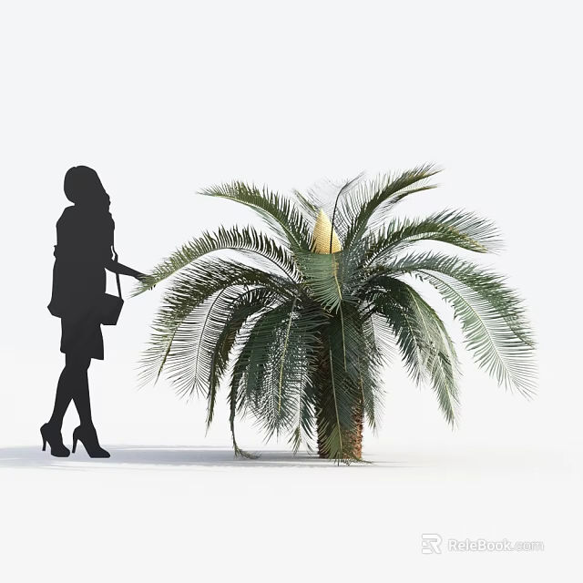Tall Palm Tree With Large Feathery Leaves And Woman Standing Beside 3d model 