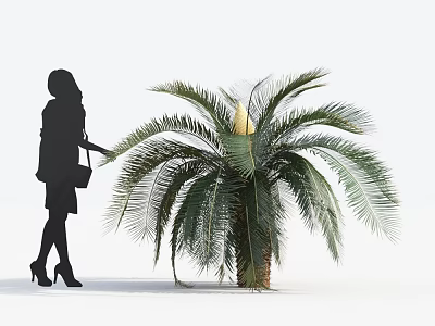 Tall Palm Tree With Large Feathery Leaves And Woman Standing Beside 3d model