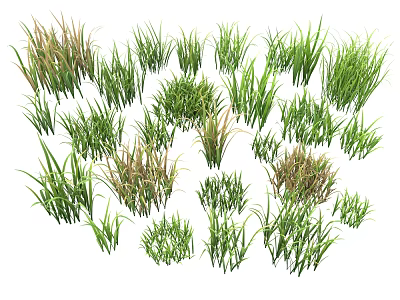 Various Types of Green and Brown Grass Plants in Natural Arrangement 3d model
