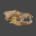 Realistic Animal Skull Side View With Sharp Canine Teeth And Bone Texture