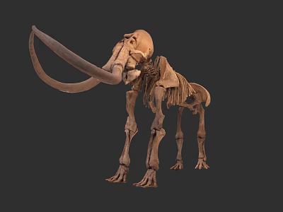 Mammoth Skeleton Sculpture Detailed Prehistoric Mammal Bone Artwork For Scientific 3d model