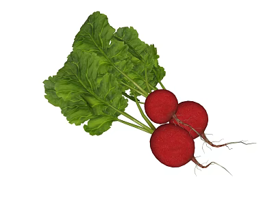 Crisp Fresh Red Radishes with Green Leaves and White Roots on White Background 3d model