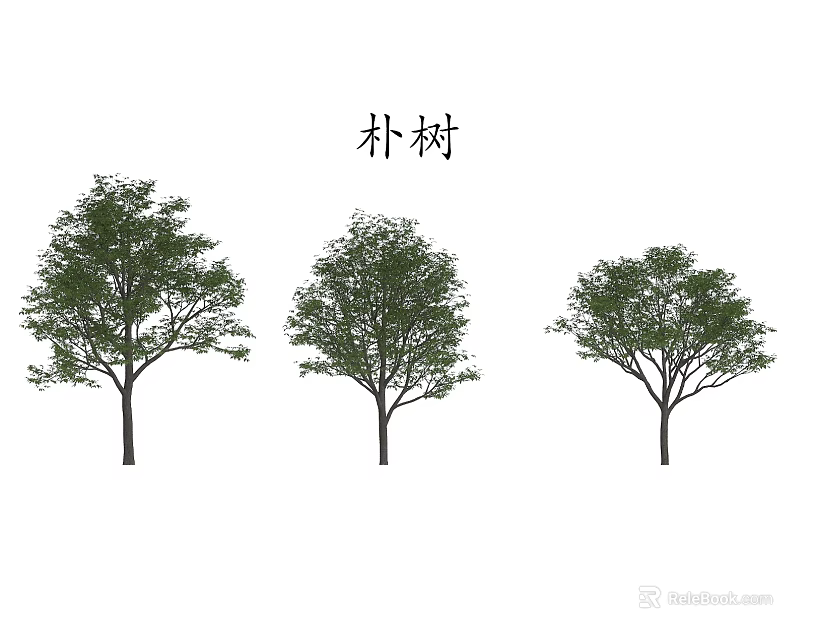 Chinese Hackberry Trees With Lush Green Foliage And Natural Growth Forms 3d model