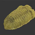 Ancient Trilobite Fossil With Detailed Exoskeleton Structure And Prehistoric Features