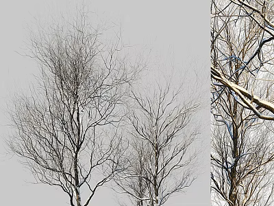 Bare Deciduous Trees With Slender Branches Against Gray Sky Natural View 3d model