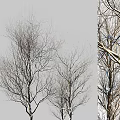 Bare Deciduous Trees With Slender Branches Against Gray Sky Natural View