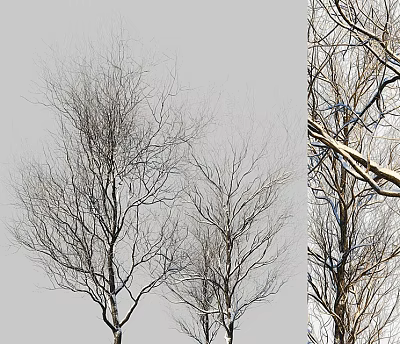 Bare Deciduous Trees With Slender Branches Against Gray Sky Natural View 3d model