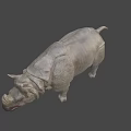 Rhinoceros Game Movie Character Realistic 3D Model With Detailed Skin And Horn