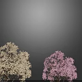 Flowering Trees with White and Pink Blossoms Displaying Vibrant Blooms in Bloom