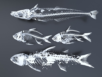 fish bones fish bones fish bones remains bones 3d model