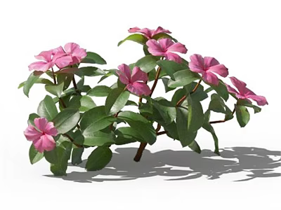 Vibrant Pink Flowers With Fresh Green Leaves In Garden Plant Cluster 3d model