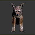 Striped Jackal With Brown And Black Fur Pointed Ears Standing On Dark Background With Reflection