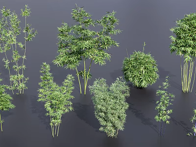 Diverse Bamboo Varieties With Green Leaves Tall Stems And Lush Foliage 3d model