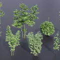 Diverse Bamboo Varieties With Green Leaves Tall Stems And Lush Foliage