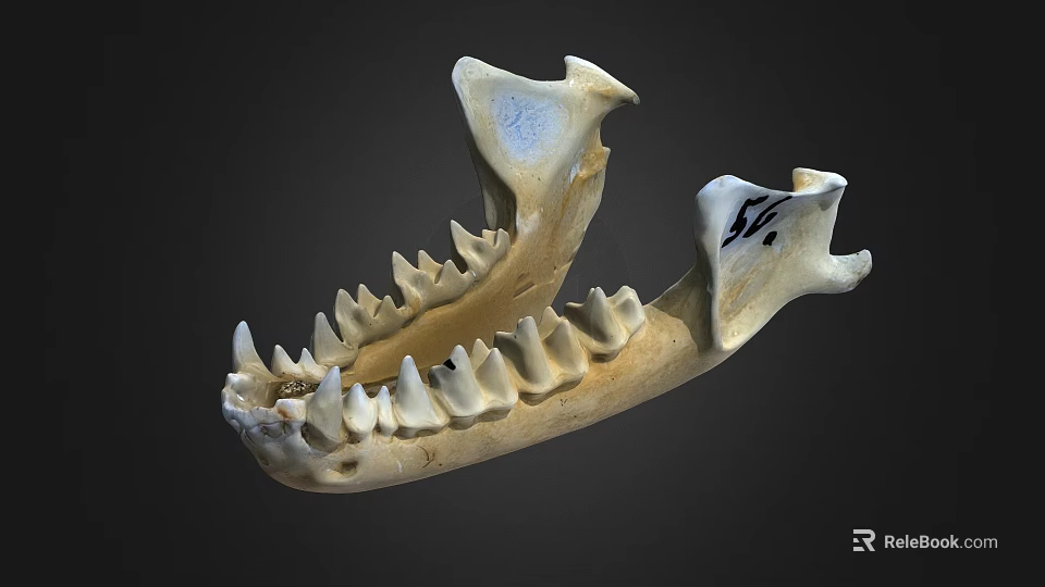 Animal Jawbone Skeleton With Sharp Teeth And Bone Structure Details 3d model 