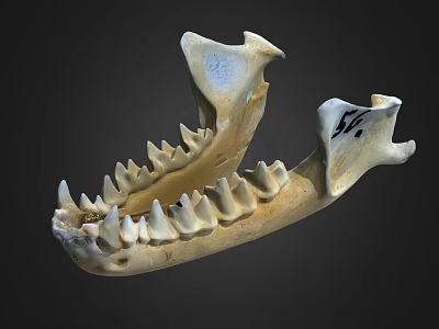 Animal Jawbone Skeleton With Sharp Teeth And Bone Structure Details 3d model