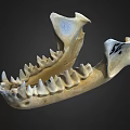 Animal Jawbone Skeleton With Sharp Teeth And Bone Structure Details