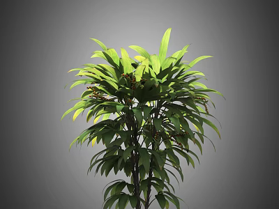 Lush Green Tropical Plant With Dense Foliage And Small Berries For Indoor Decor 3d model