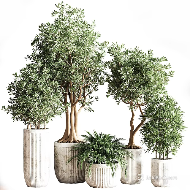 Indoor Decorative Plant Arrangement With Various Tree Types And Potted Greenery 3d model 