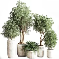 Indoor Decorative Plant Arrangement With Various Tree Types And Potted Greenery