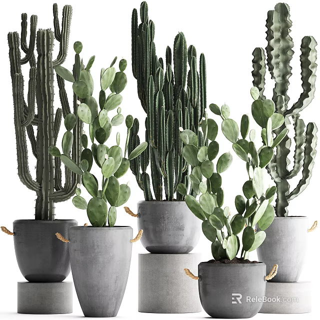 Bonsai Potted Cacti Plants In Gray Pots With Rope Decorations And Green Leaves 3d model 