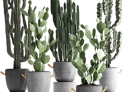 Bonsai Potted Cacti Plants In Gray Pots With Rope Decorations And Green Leaves 3d model