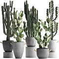 Bonsai Potted Cacti Plants In Gray Pots With Rope Decorations And Green Leaves